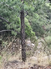 Pinus cembroides bicolor