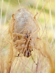 Homaemus parvulus