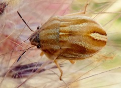 Homaemus parvulus