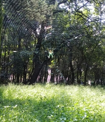 Leucauge argyrobapta