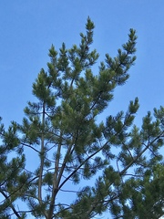 Pinus cembroides bicolor