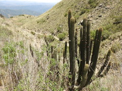 Cleistocactus parviflorus