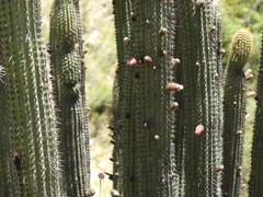 Cleistocactus parviflorus