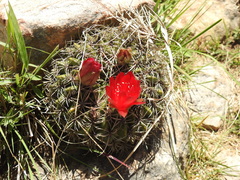 Lobivia cinnabarina