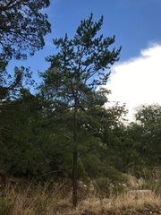 Pinus cembroides bicolor