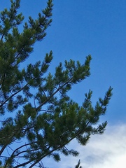 Pinus cembroides bicolor