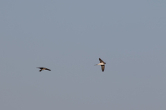 Pseudhirundo griseopyga