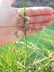 Bolboschoenus glaucus