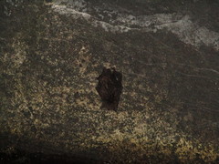 Myotis muricola