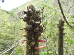Cleistocactus parviflorus
