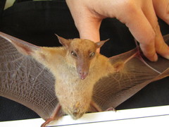 Macroglossus sobrinus