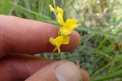 Utricularia juncea