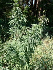 Cannabis sativa sativa