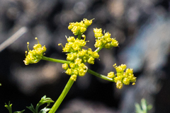 Cymopterus terebinthinus