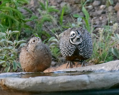 Montezuma Quail photo 3
