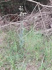 Arnoglossum plantagineum