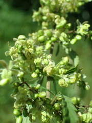 Cannabis sativa sativa