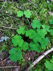 Oxalis acetosella