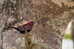 Hypargos margaritatus