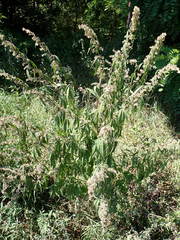 Cannabis sativa sativa