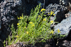 Cymopterus terebinthinus