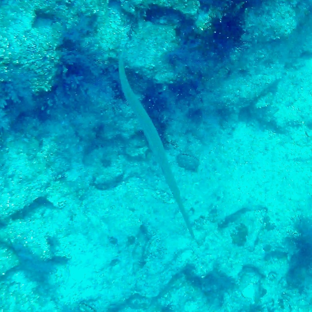 Bluespotted cornetfish