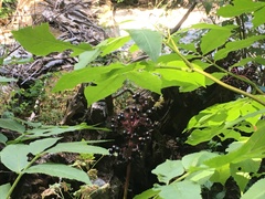 Sambucus racemosa melanocarpa