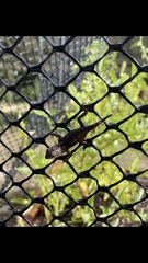 Sceloporus olivaceus