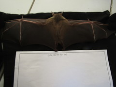 Cynopterus brachyotis