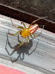 Alpaida variabilis