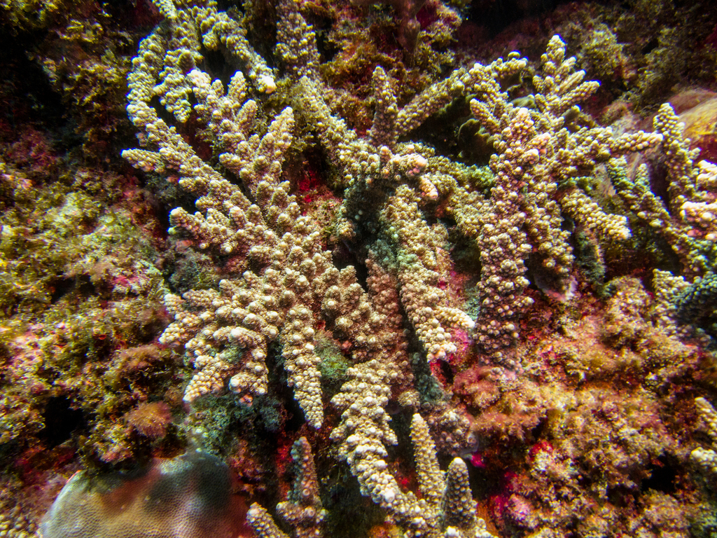 Acropora coral (no English common name)