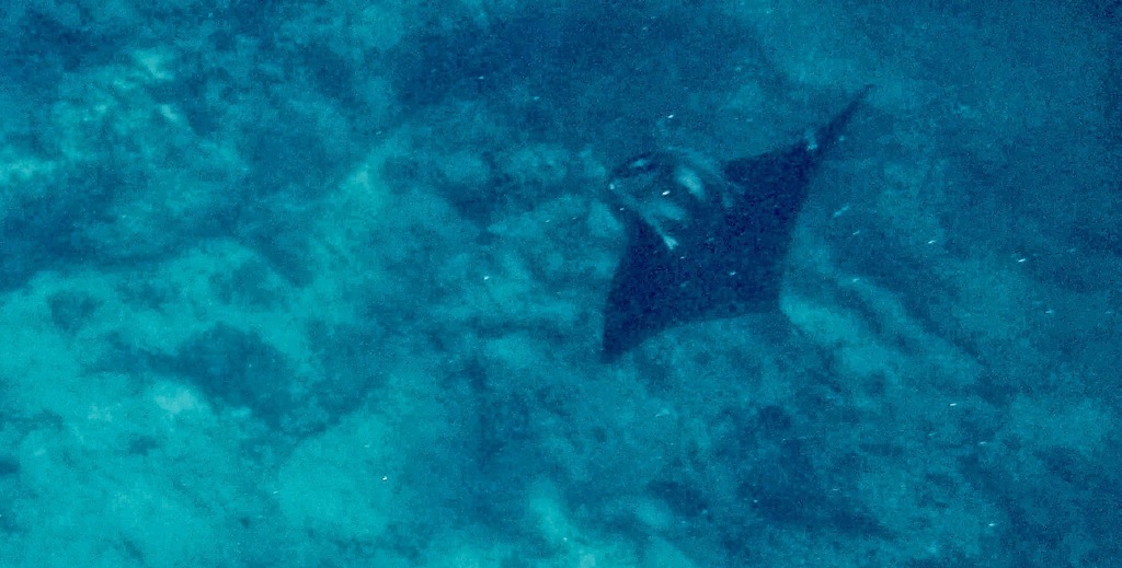 Atlantic manta