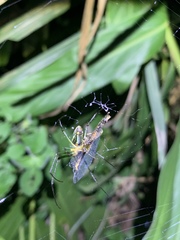 Leucauge celebesiana