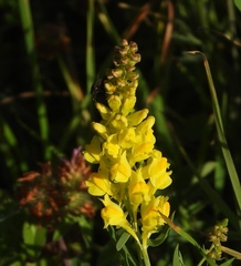 Linaria