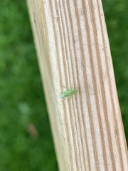 Blepharidopterus angulatus