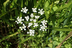 Ptilimnium nuttallii