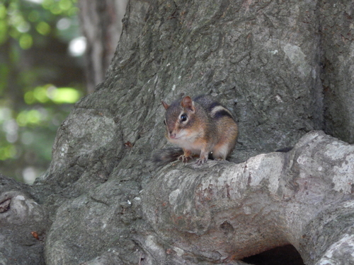 Eastern Chipmunk photographed in Delaware