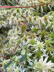 Drosera × obovata