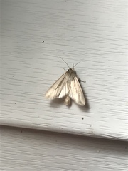 Mythimna oxygala