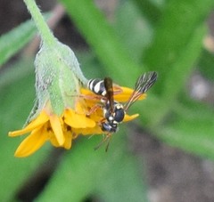 Nomada texana