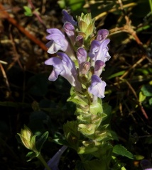 Scutellaria alpina