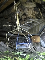 Deinopis