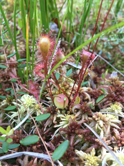 Drosera × obovata