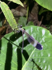 Psolodesmus mandarinus