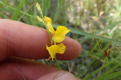 Utricularia juncea