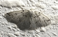 Sabulodes packardata