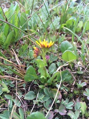 Packera werneriifolia