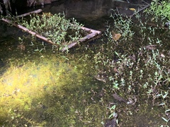 Hoplobatrachus chinensis