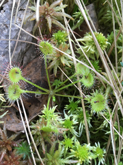 Drosera × obovata