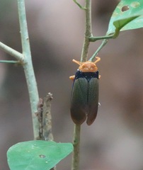 Polydictya basalis
